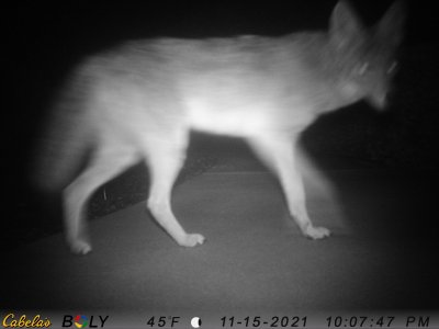 coyote in pavillion.JPG
