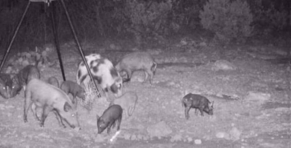 more hogs.jpg