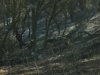 fire 2007 015.jpg