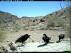 trail cam desert 2840.JPG