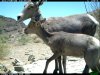 trail cam desert 2810.JPG