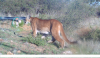 20130327_MOUNTAIN_LION_micro.png