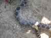 turkey hunt 4-16-11 026.JPG