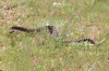 rattler 4-12-13[1].PNG
