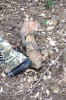 rattler 3-31-13[1].PNG