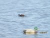 IMG_5252.JPG
