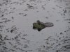 frog huntin' 6-19-13 002.JPG
