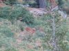 buck 1 (640x480).jpg