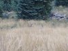 buck 2 (640x480).jpg
