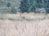 buck 3 (640x480).jpg