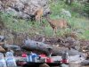 camp guest (640x480).jpg