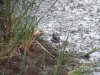 frog huntin' 6-19-13 008.JPG