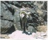 bighorn 6-25-11...Orocopia's[2].jpg