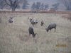 montana day 3 cals buck 013.JPG