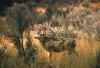 ca-mule-deer_cdfw.jpg