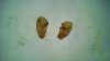 ELK IVORIES.jpg