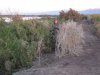 wister 1-12-11 009.JPG