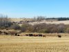 Cattle.jpg