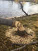SDB'swood.png