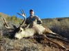 SD Buck5.png
