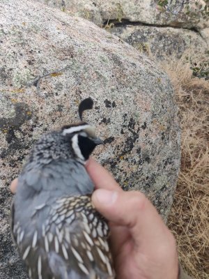 quail.jpg