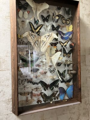IMG_6450.jpeg