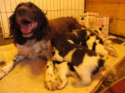 kennel web site pictures 096.jpg