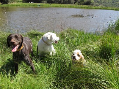 kennel web site pictures 079.jpg