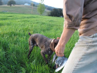 kennel web site pictures 181.jpg