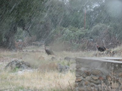 She's a raining!.jpg