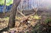 deer skull2.jpg