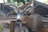 my buck 2.jpg