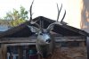 my buck.jpg