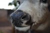 my buck nose.jpg