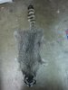 coon1.jpg