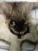 coon2.jpg