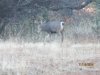 IMG_9562.JPG