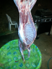 20141117_194724.jpg_thumb.png