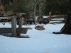 turkeys 3-2-11 043.JPG