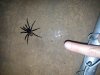 Spider1.jpg