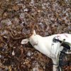 Albino Buck.jpg