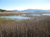 henshaw-Wister 1-22-11 005.JPG