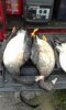 sacvalleygeese.jpg