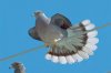 bird.jpg