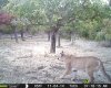 COUGAR1142014.JPG