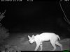 trail cam desert 3211.JPG