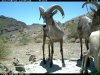 trail cam desert 1914.JPG