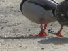 IMG_0065.JPG