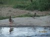 IMG_0223.JPG