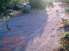 coyotes chasing rabbit.png